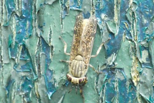 Haematopota pluvialis
